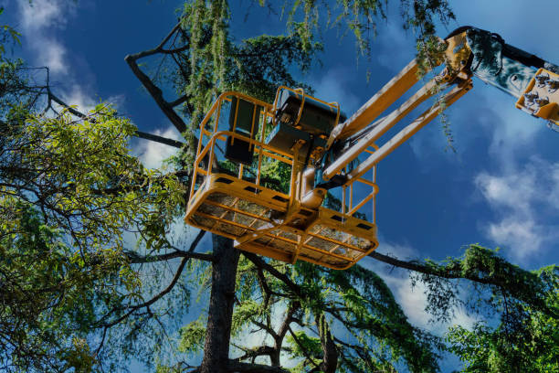 Why Choose Our Tree Removal Services in Dorr, MI?