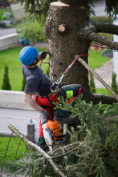 Professional Tree Services in Dorr, MI